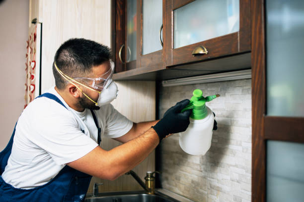 Best Local Pest Control Services  in Thorndale, TX