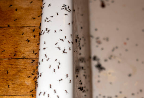 Best Best Pest Control Companies  in Thorndale, TX