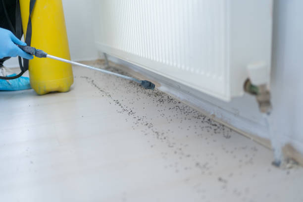 Best Pest Control Treatment  in Thorndale, TX